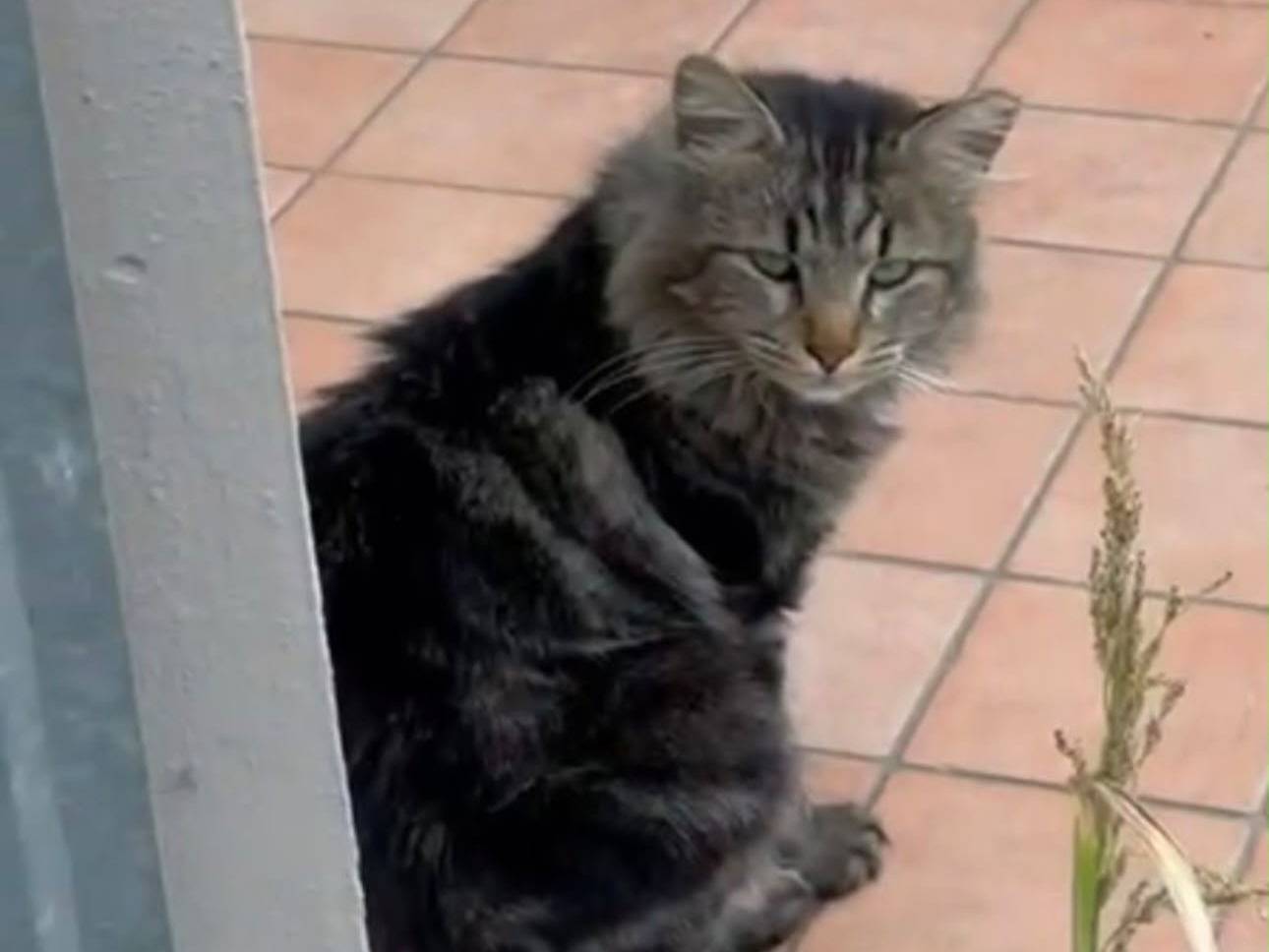 Adotta un cane, femmina, 10 anni e 8 mesi, Asti