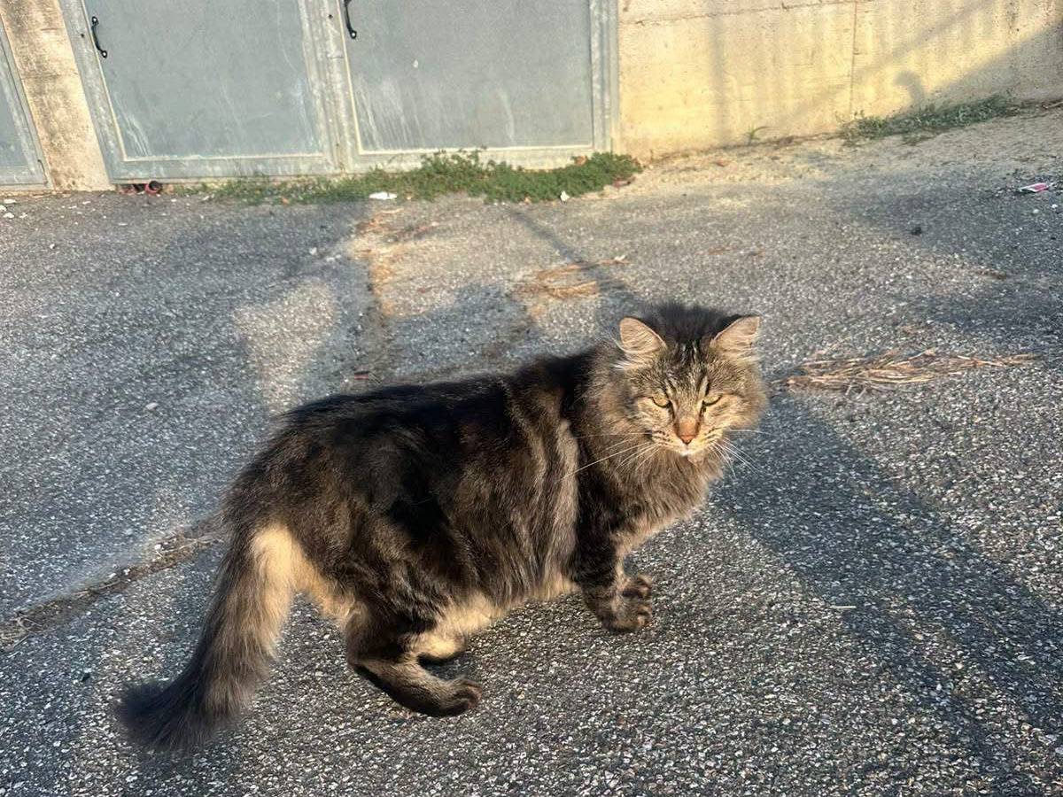 Adotta un cane, taglia piccola, femmina, Asti