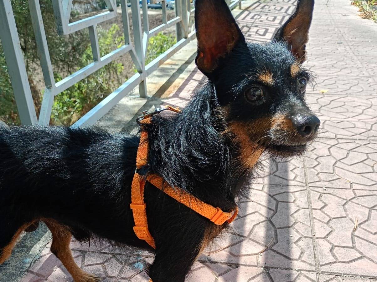 Adotta un cane, maschio, 8 anni, Bergamo