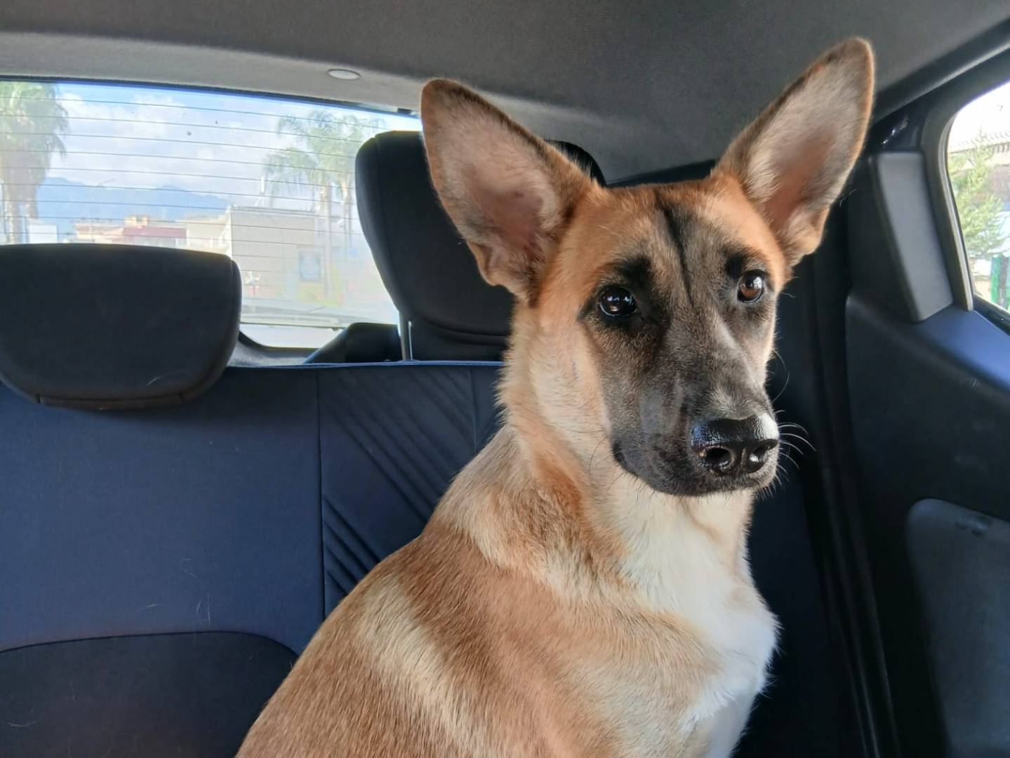 Adotta un cane, femmina, 1 anno e 8 mesi, Caserta