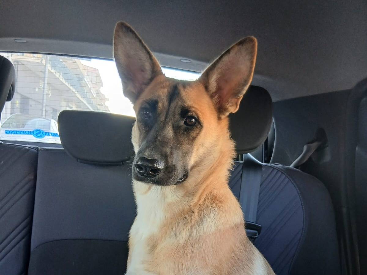 Adozione cane, femmina, Pastore Belga Malinois Razza sconosciuta, 1 anno e 8 mesi, taglia media, Caserta