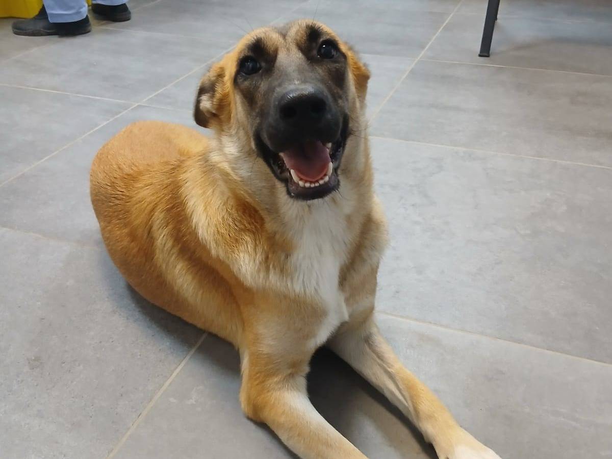 Adotta un cane, taglia media, femmina, Caserta