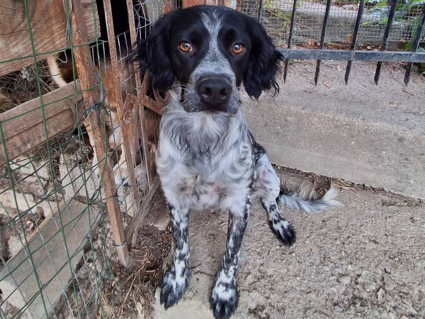Adozione cane, maschio, Setter Inglese Razza sconosciuta, 1 anno e 6 mesi, taglia media contenuta, Bologna