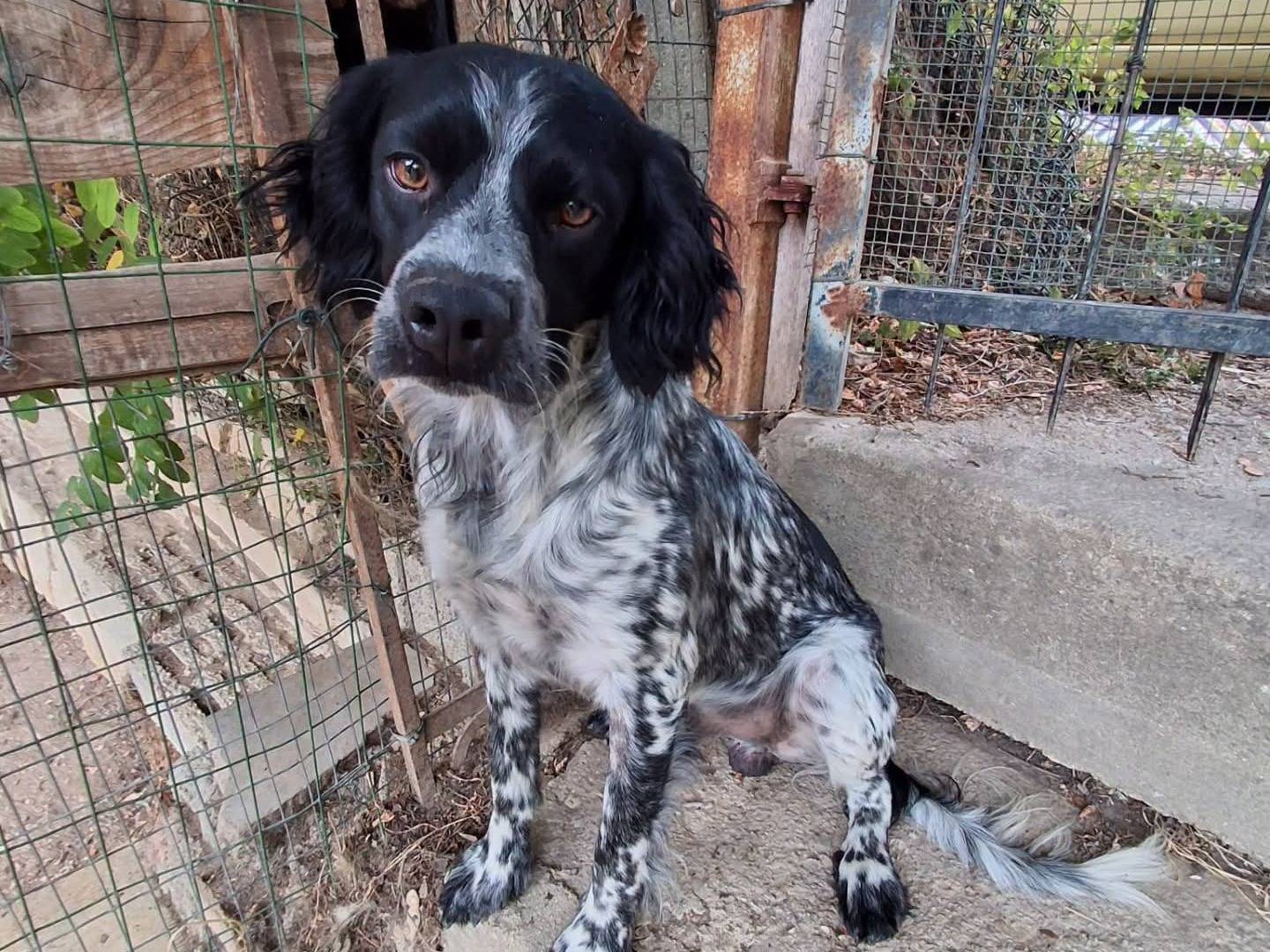 Adotta un cane, maschio, 1 anno e 6 mesi, Bologna