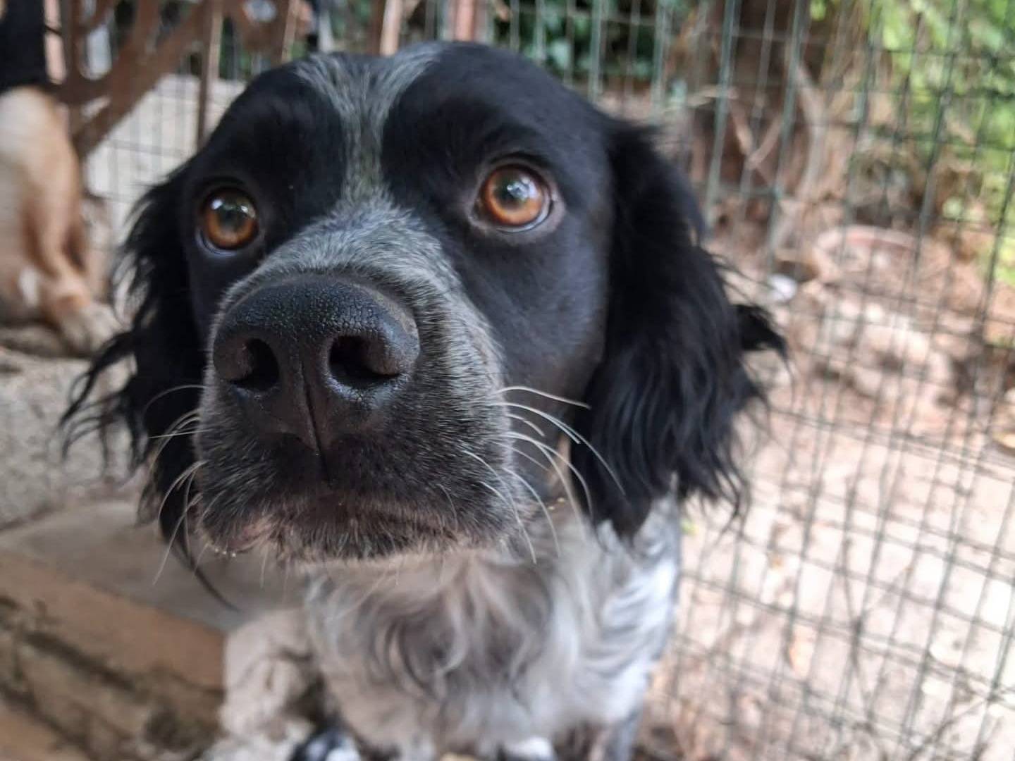 Adotta un cane, taglia media contenuta, maschio, Bologna