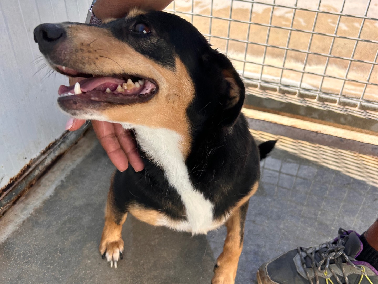 Adotta un cane, taglia piccola, femmina, Latina