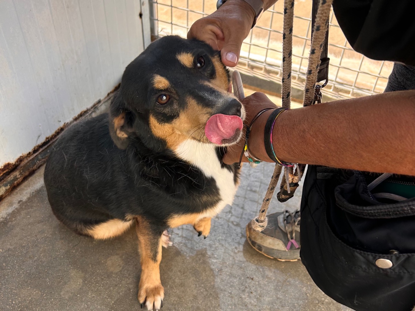Adotta un cane, femmina, 4 anni e 5 mesi, Latina