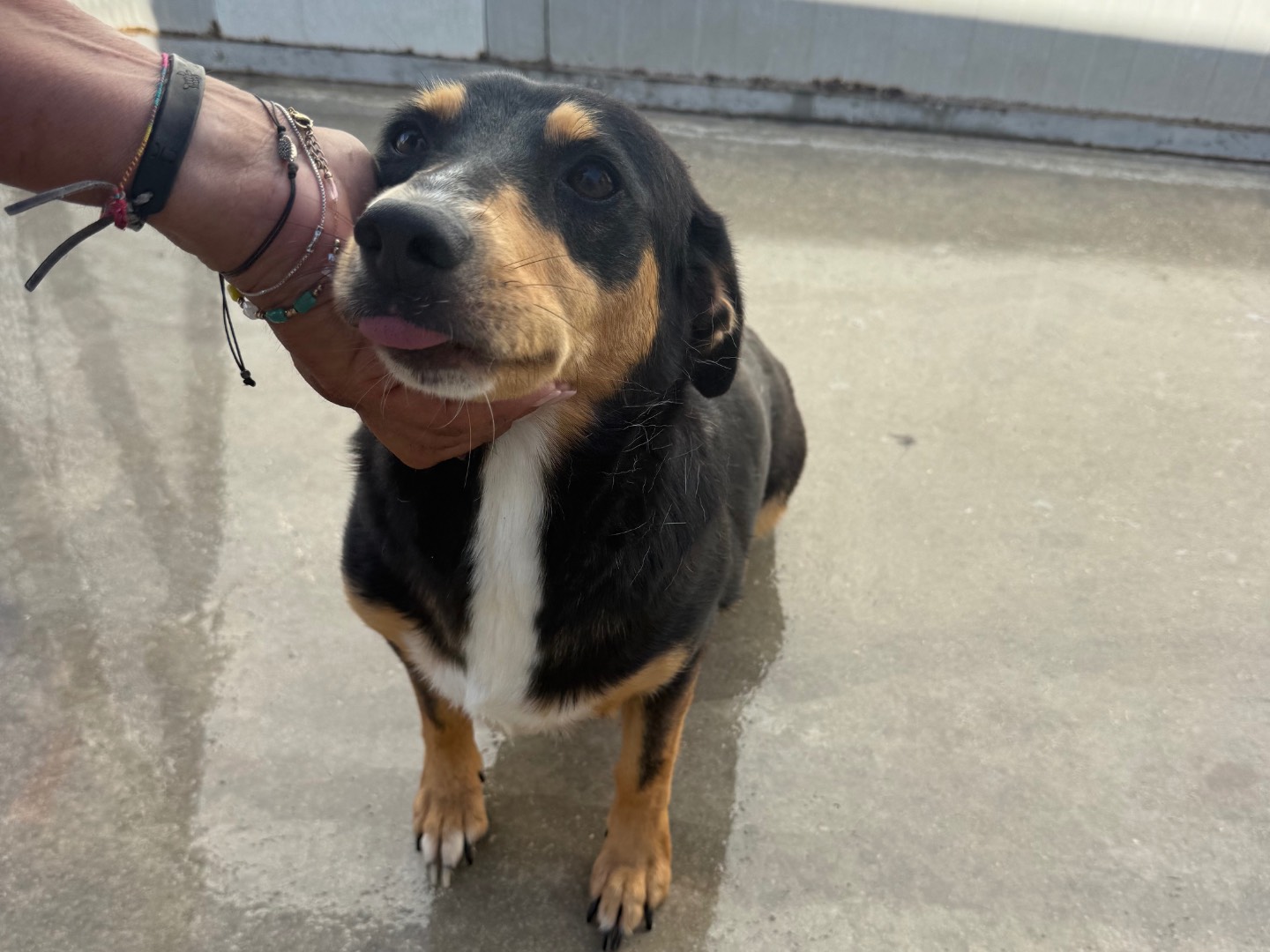 Vuoi adottare un cane a Latina?
