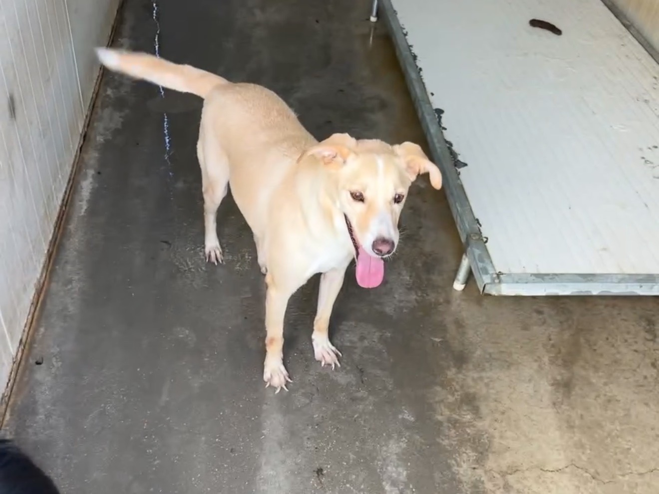 Adozione cane, maschio, Razza sconosciuta Razza sconosciuta, 8 anni e 7 mesi, taglia media contenuta, Latina