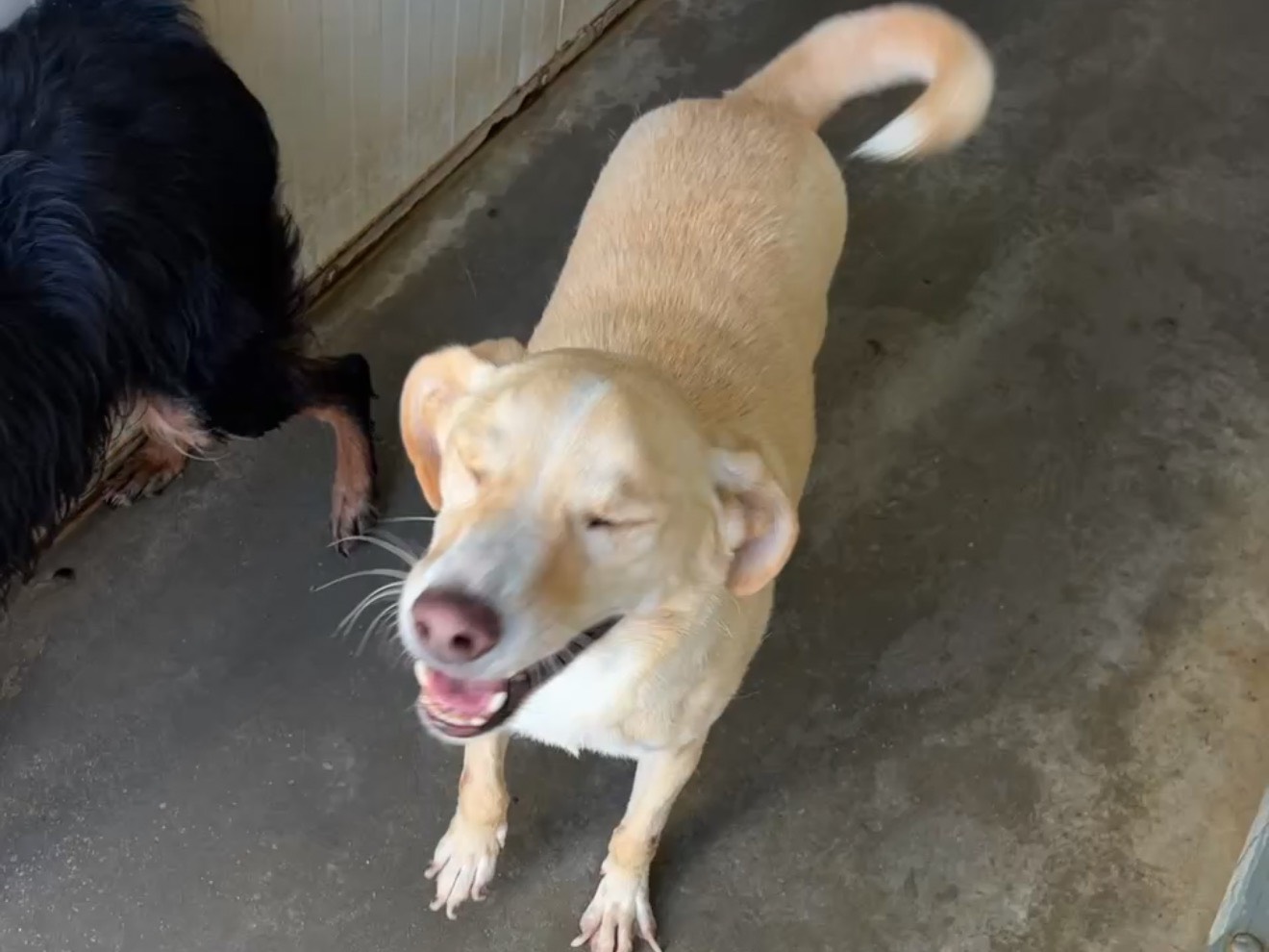 Adotta un cane, maschio, 8 anni e 7 mesi, Latina