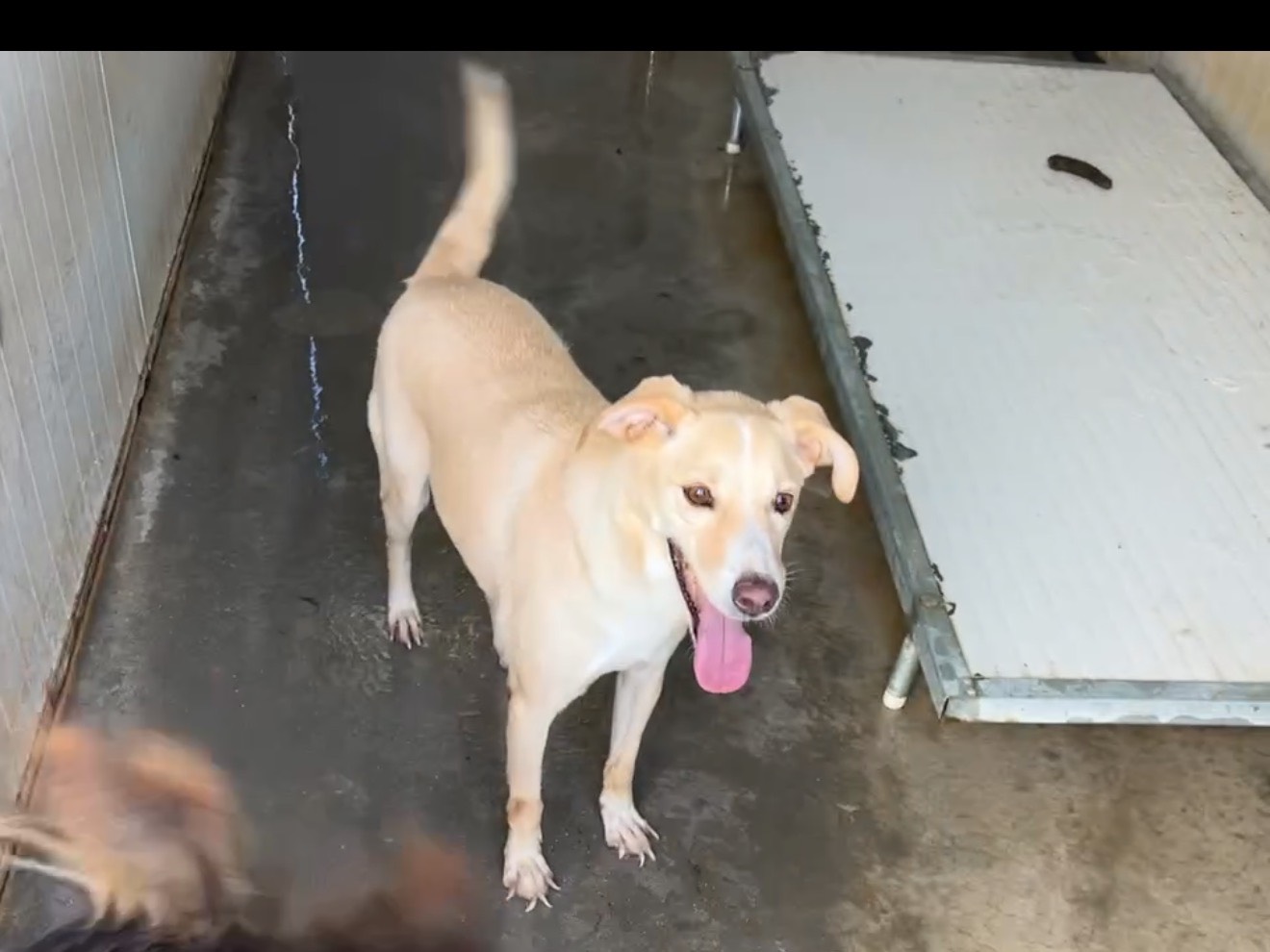 Adotta un cane, taglia media contenuta, maschio, Latina
