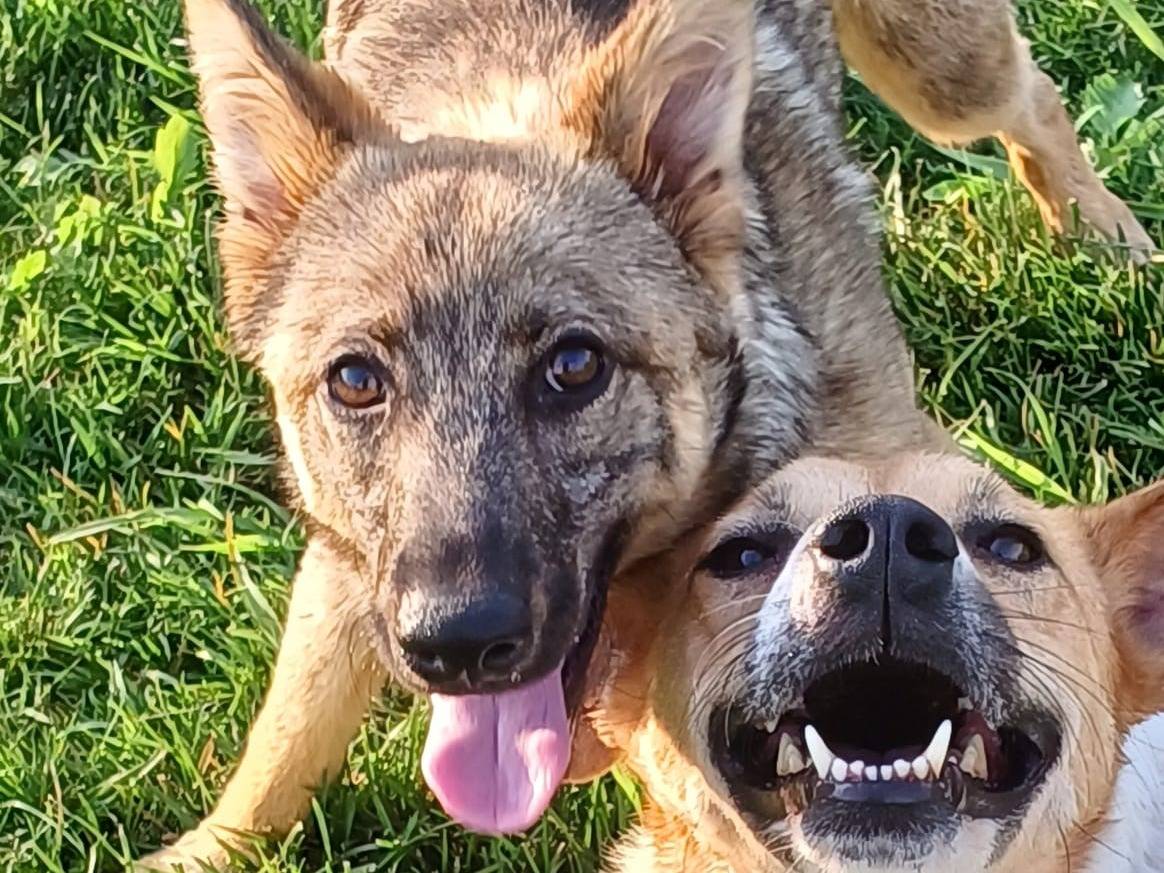 Adotta un cane, maschio, 3 anni e 11 mesi, Mantova