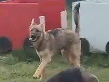 Adotta un cane, taglia media, maschio, Mantova