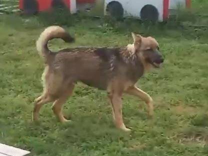 Vuoi adottare un cane a Mantova?