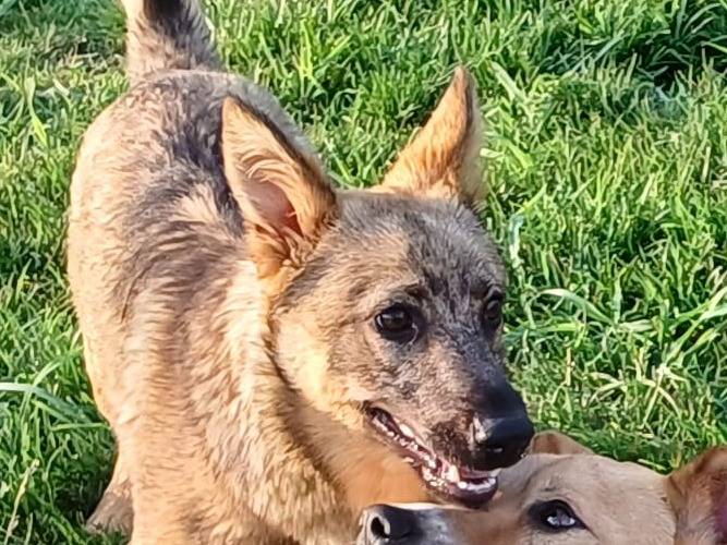 Adozione cane, maschio, Razza sconosciuta Razza sconosciuta, 3 anni e 11 mesi, taglia media, Mantova