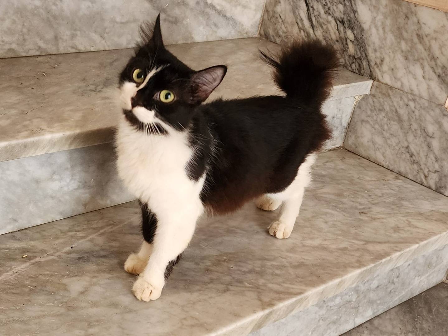 Adotta un gatto, femmina, 1 anno e 1 mese, Parma