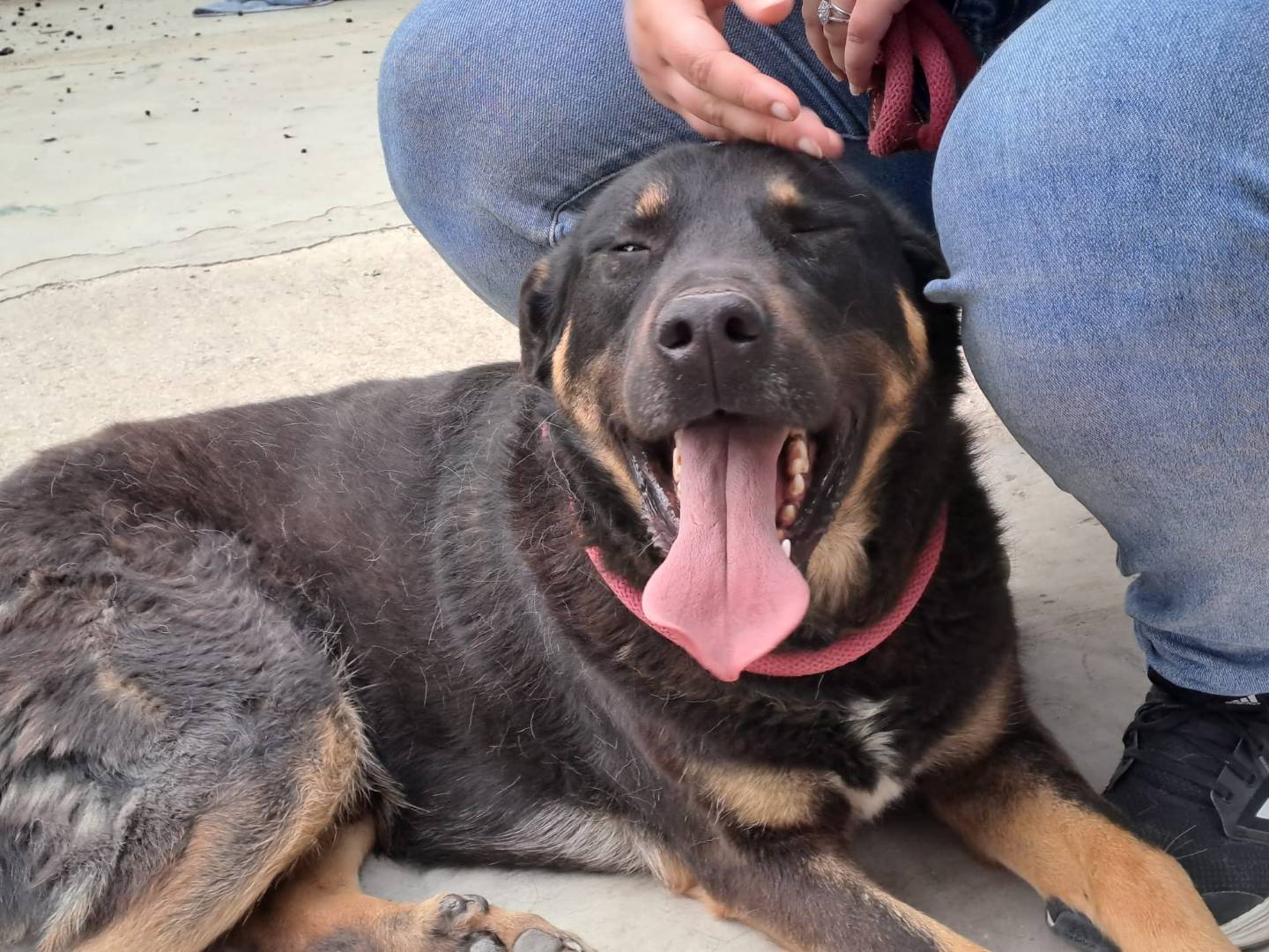 Adozione cane, maschio, Razza sconosciuta Razza sconosciuta, 4 anni e 8 mesi, taglia media, Bologna