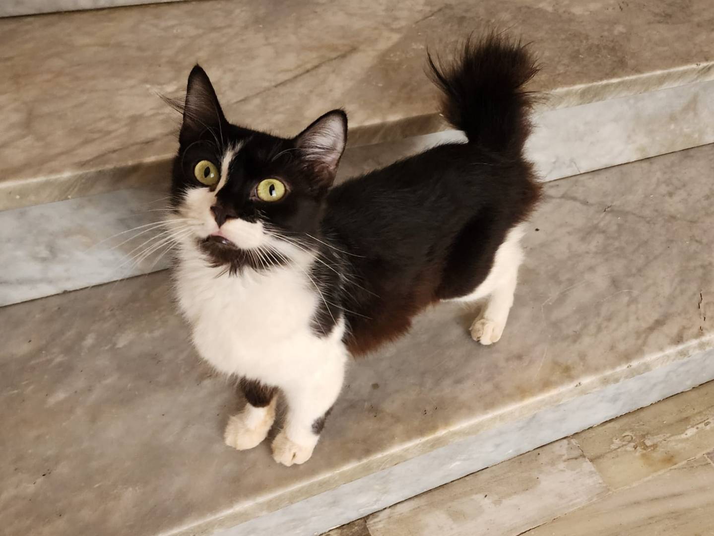 Adozione gatto, femmina, Razza sconosciuta Razza sconosciuta, 1 anno e 1 mese, taglia non valida, Parma
