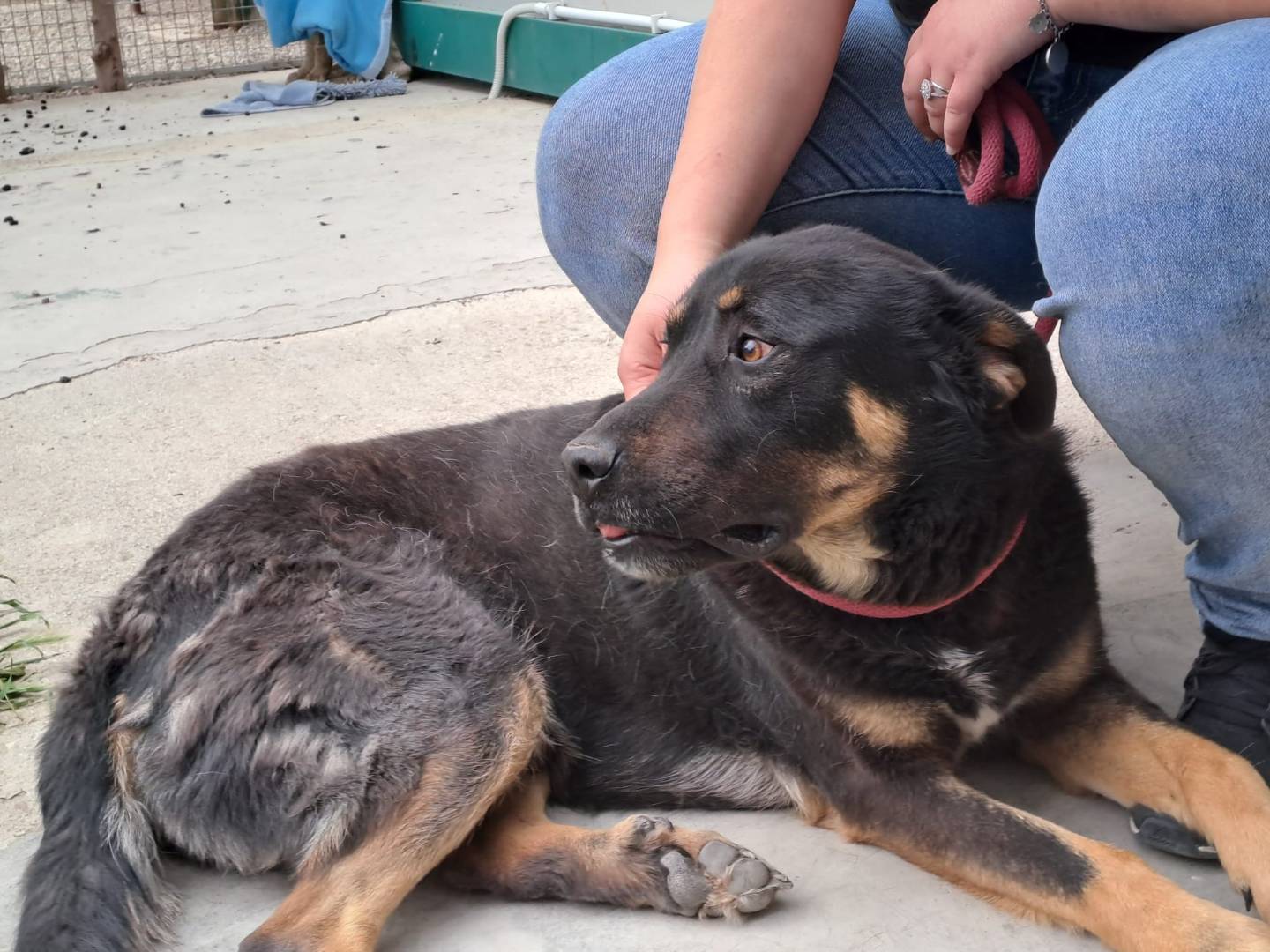 Adotta un cane, maschio, 4 anni e 8 mesi, Bologna