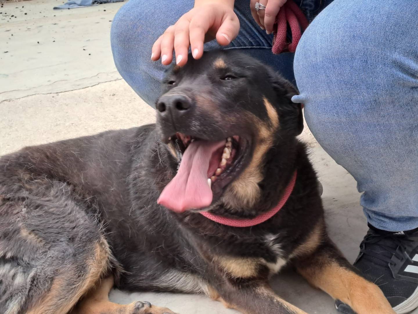 Vuoi adottare un cane a Bologna?