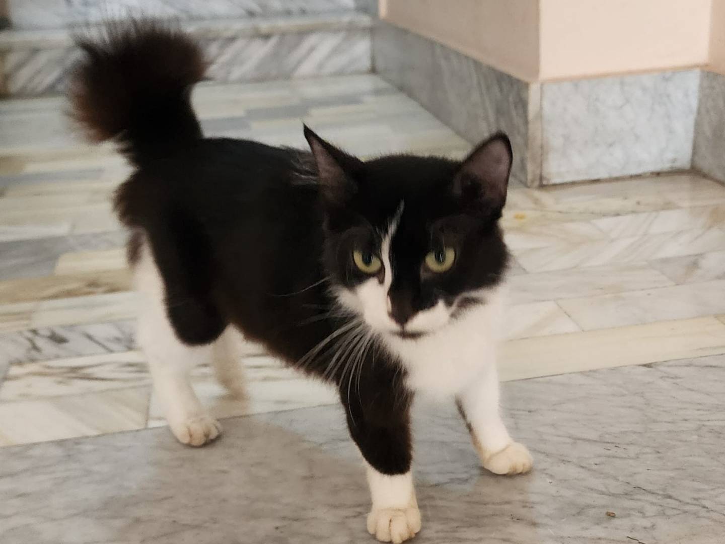 Adotta un gatto, taglia non valida, femmina, Parma