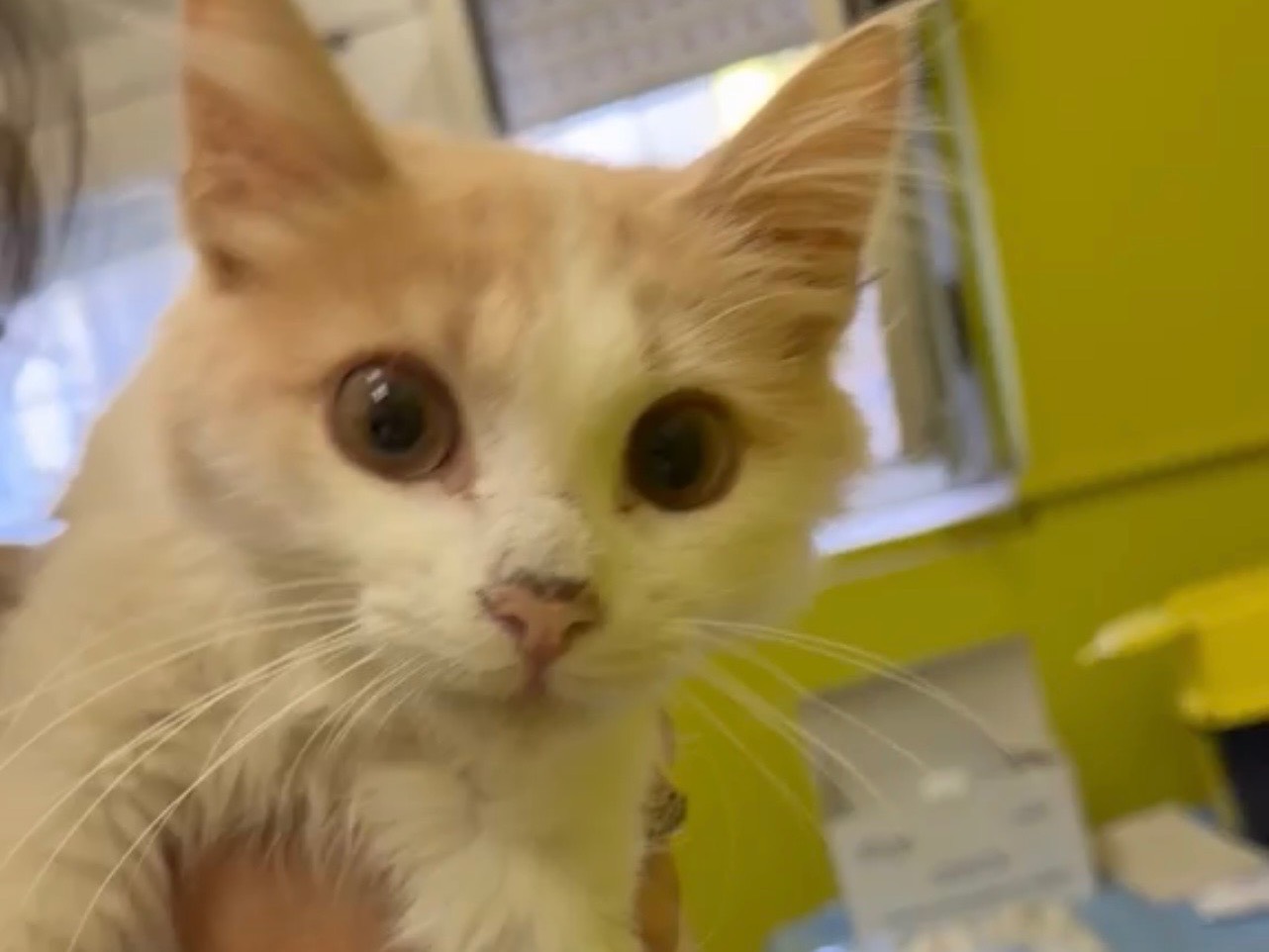 Adozione gatto, maschio, Razza sconosciuta Razza sconosciuta, 4 mesi, taglia non valida, Avellino