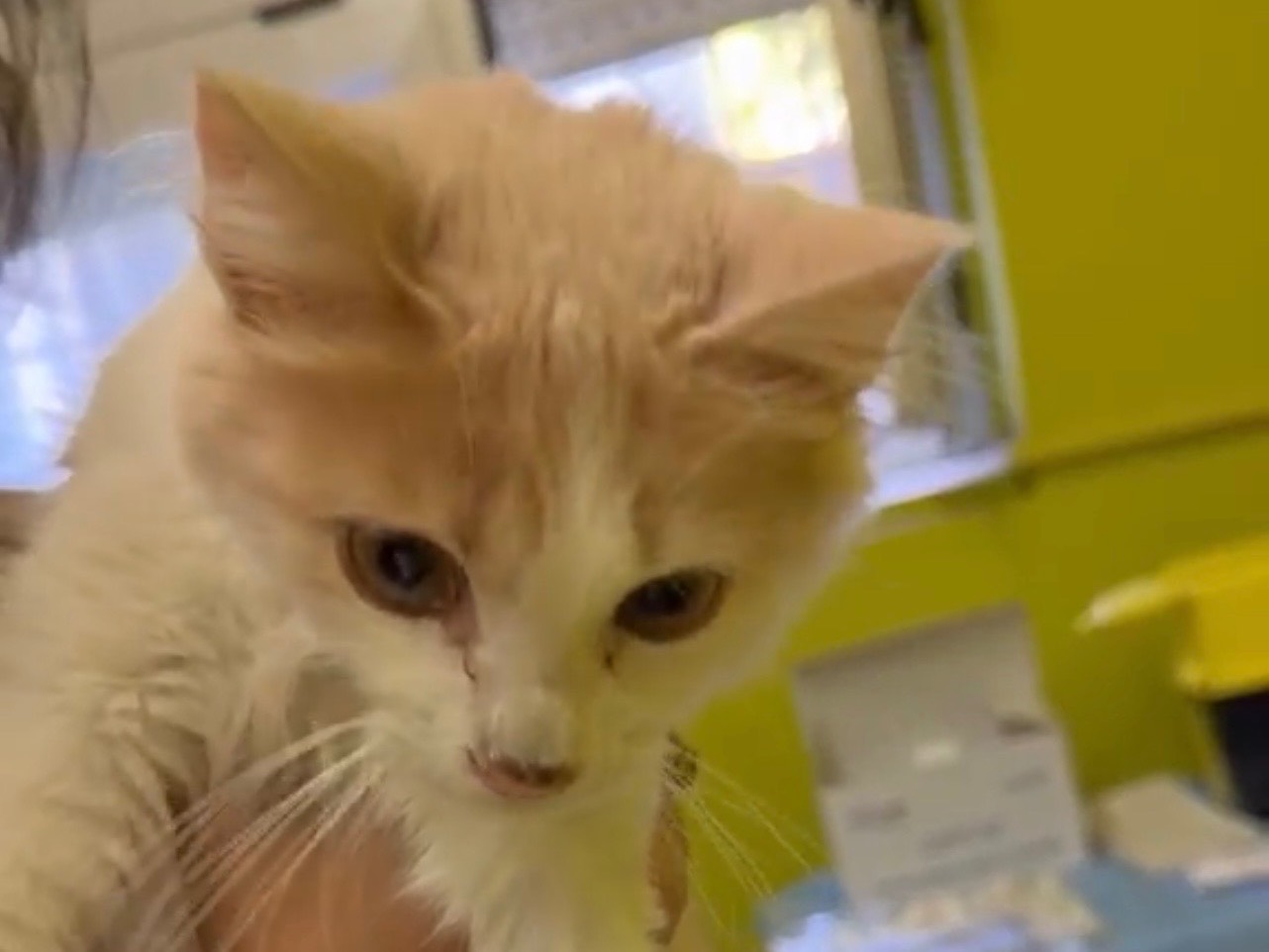 Adotta un gatto, maschio, 4 mesi, Avellino