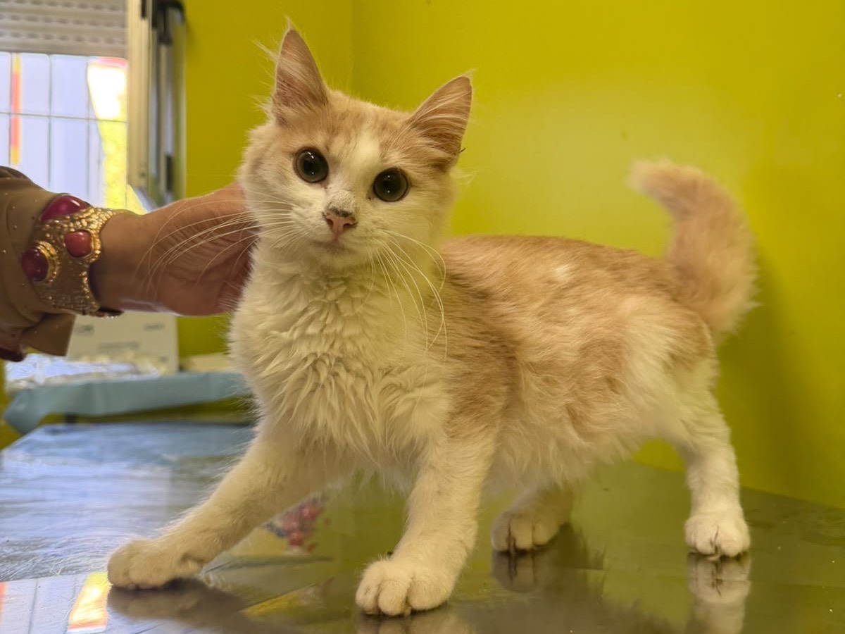 Adotta un gatto, taglia non valida, maschio, Avellino