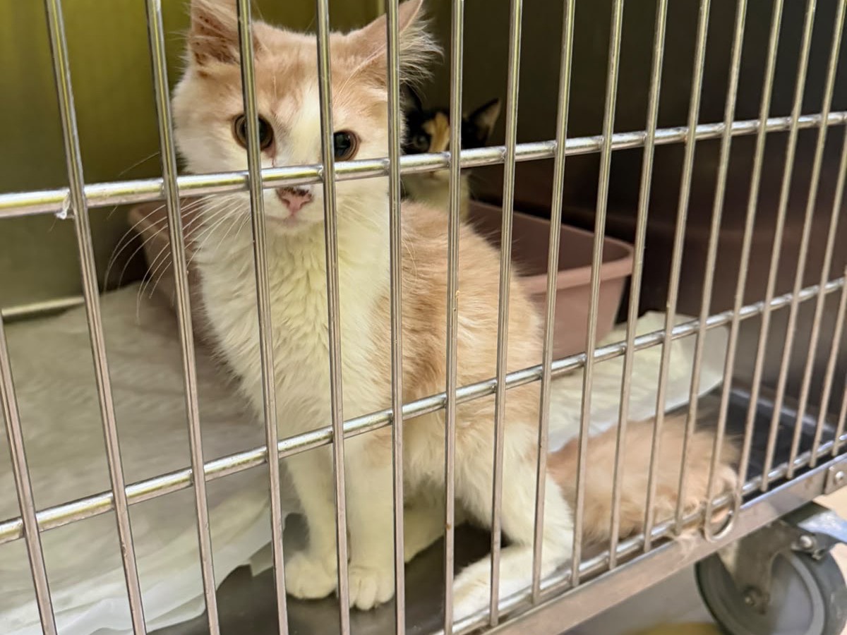 Vuoi adottare un gatto a Avellino?