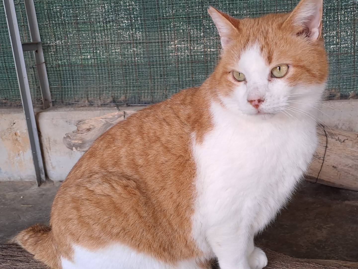 Vuoi adottare un gatto a Genova?