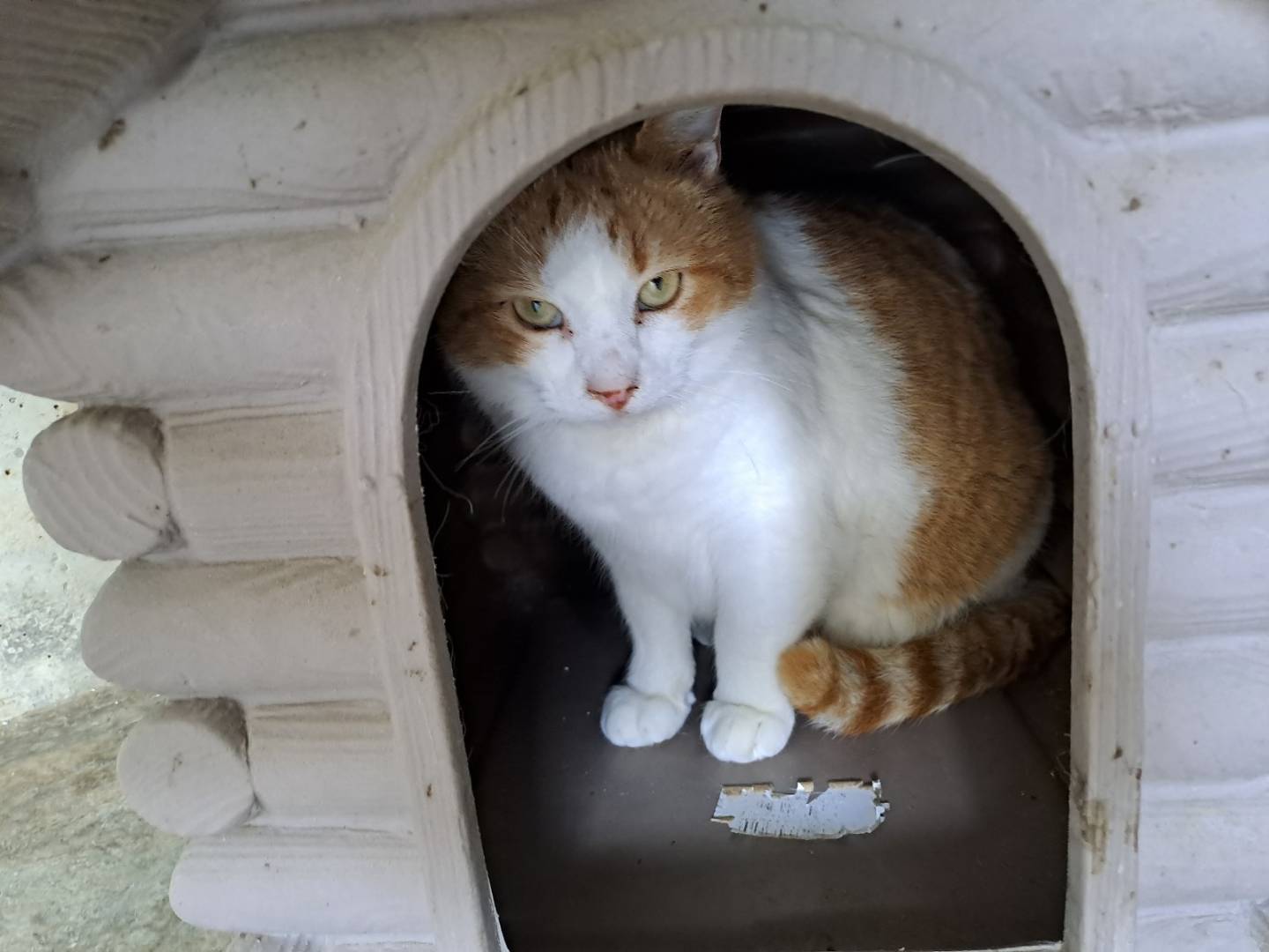 Adotta il gatto Kiwi a Genova