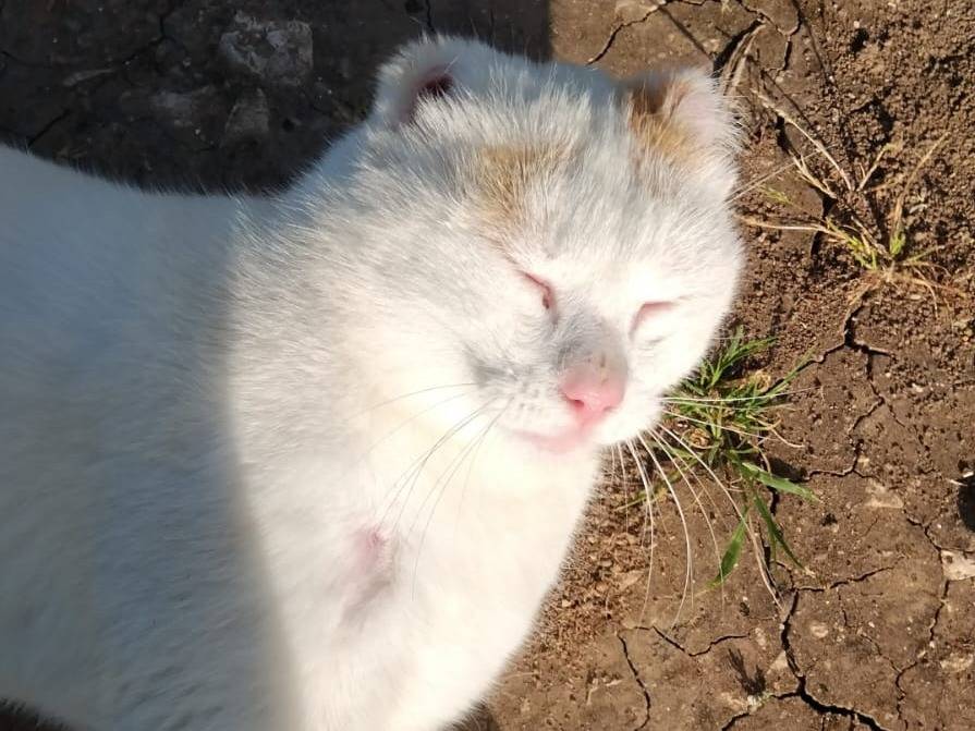 Vuoi adottare un gatto a Torino?