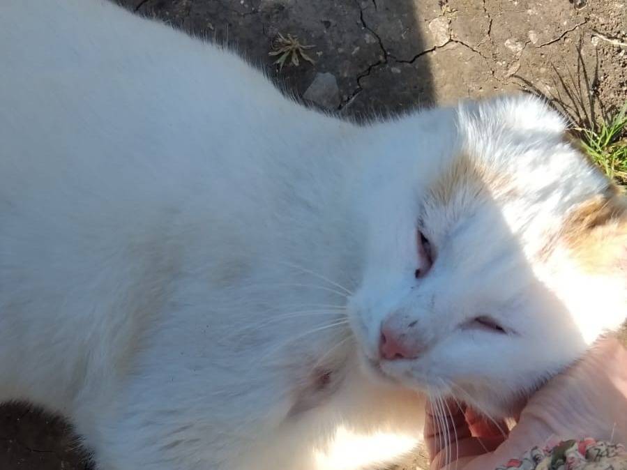 Adotta il gatto Uber a Torino