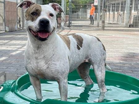 Adozione cane, femmina, Razza sconosciuta Razza sconosciuta, 7 anni e 6 mesi, taglia media, Milano