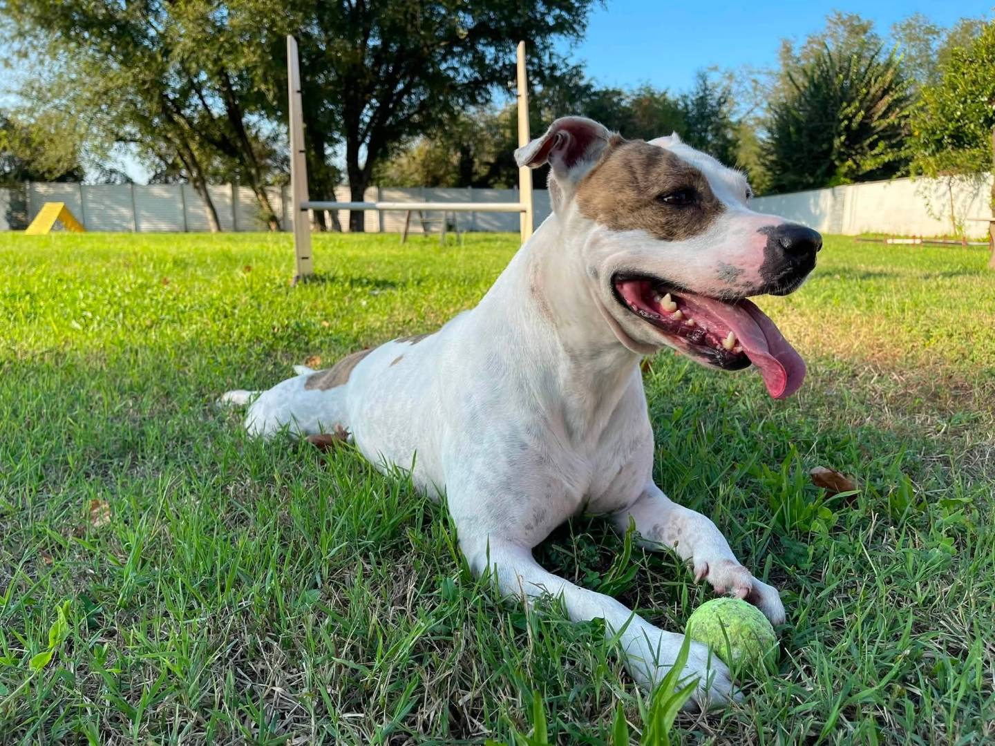 Adotta un cane, femmina, 7 anni e 6 mesi, Milano
