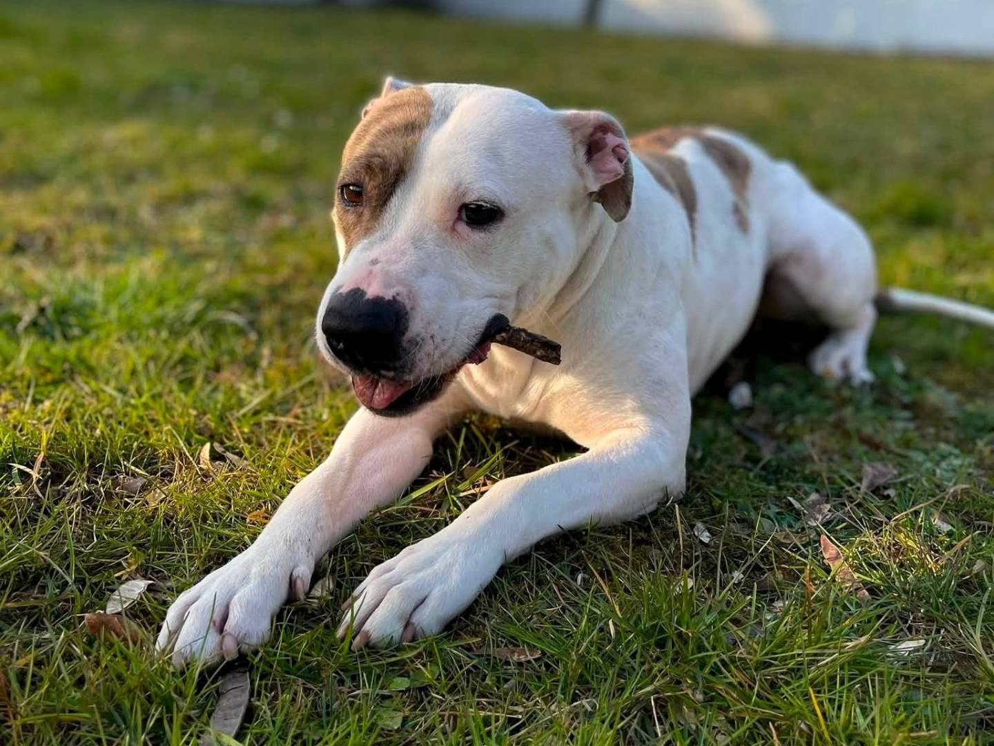 Adotta un cane, taglia media, femmina, Milano