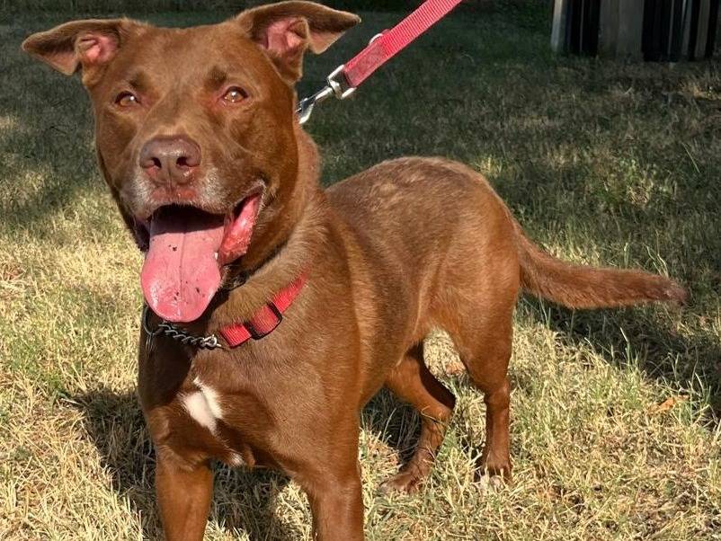 Adozione cane, maschio, Razza sconosciuta Razza sconosciuta, 8 anni e 3 mesi, taglia grande, Milano