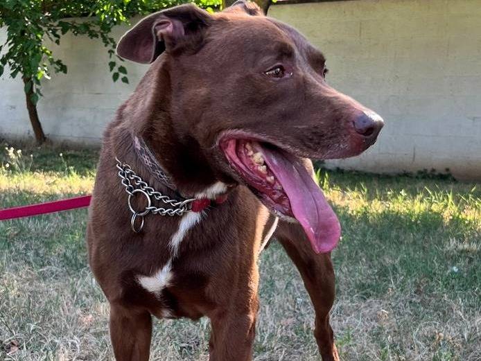 Adotta un cane, maschio, 8 anni e 3 mesi, Milano