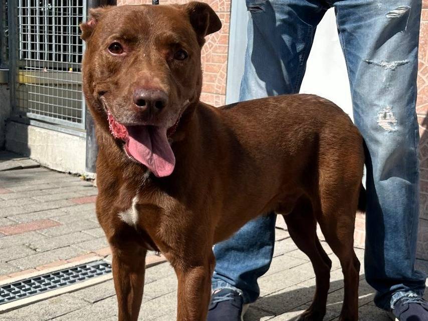 Vuoi adottare un cane a Milano?