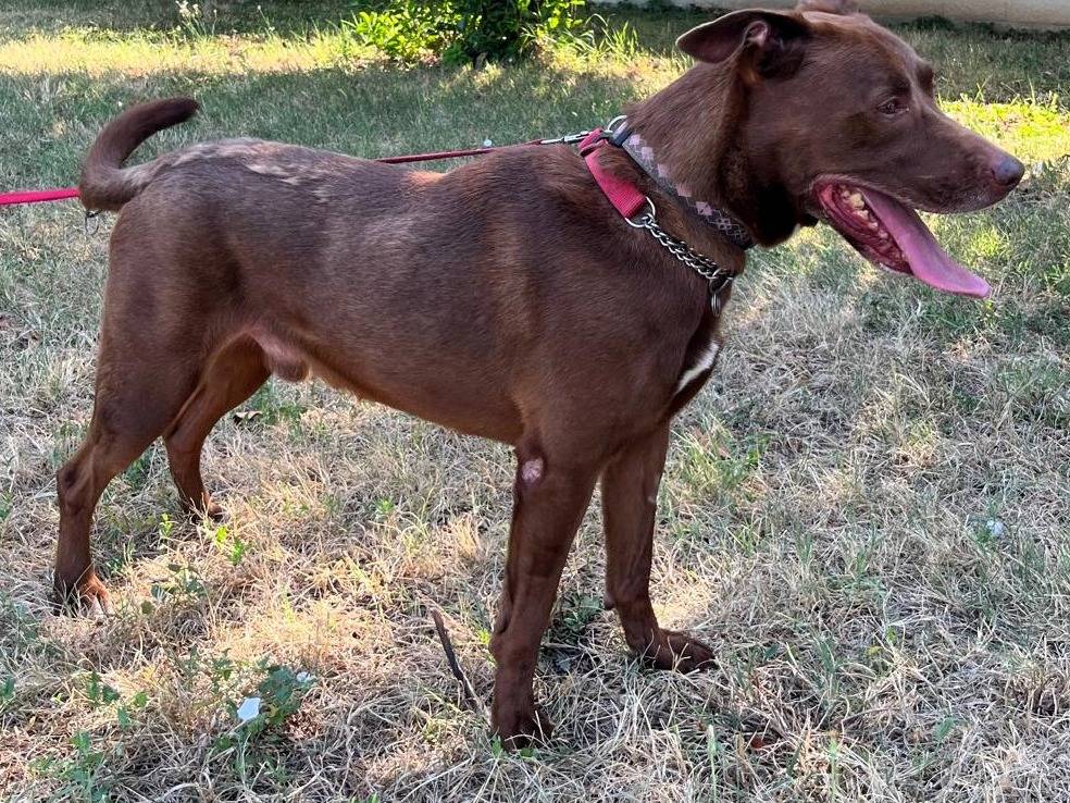 Adotta il cane caramello a Milano