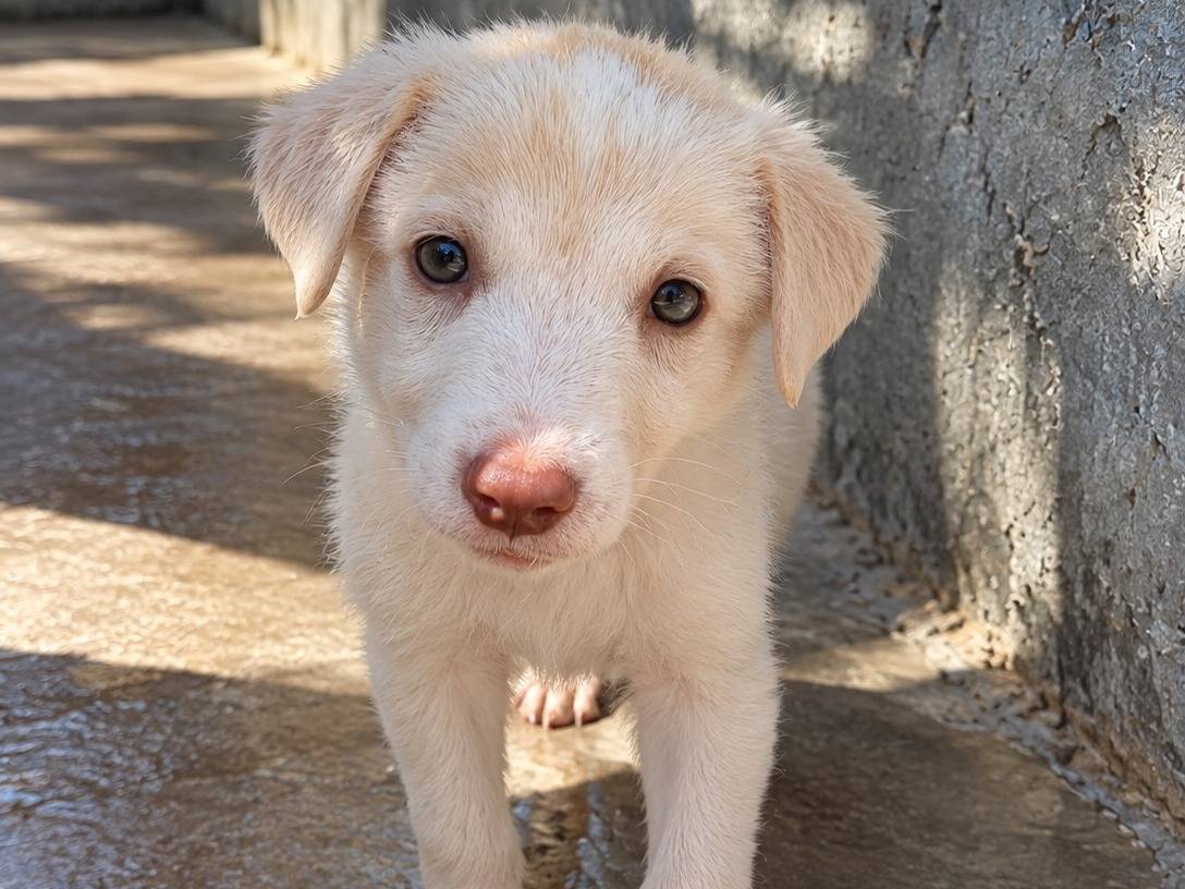 Adozione cane, femmina, Razza sconosciuta Razza sconosciuta, 2 mesi, taglia media, Caserta