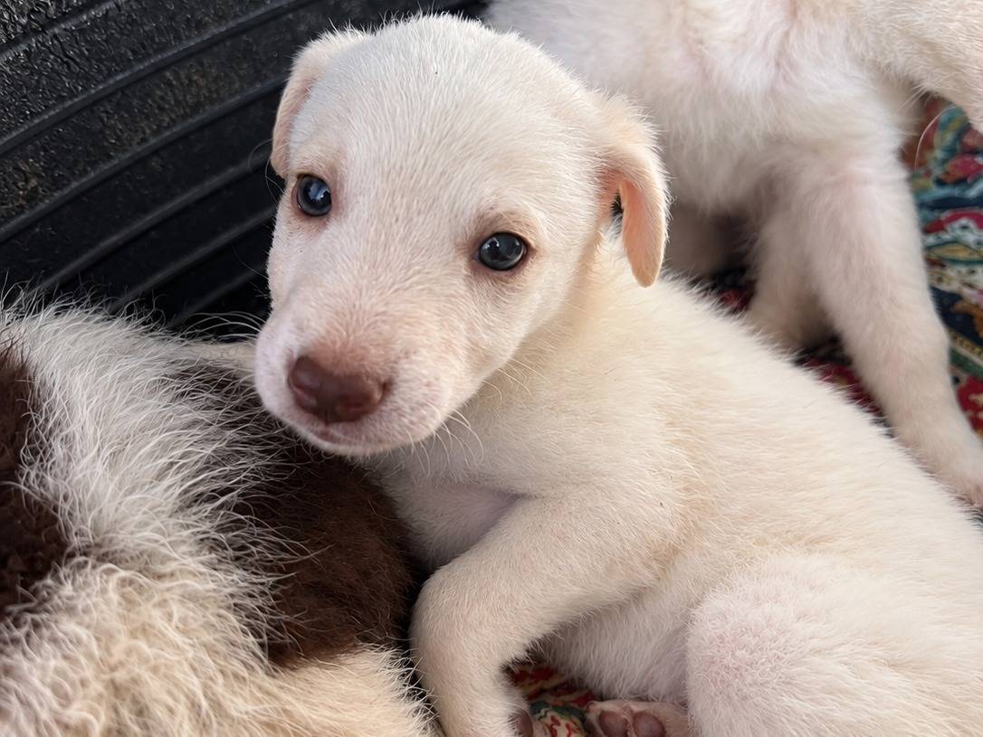 Adotta un cane, femmina, 2 mesi, Caserta