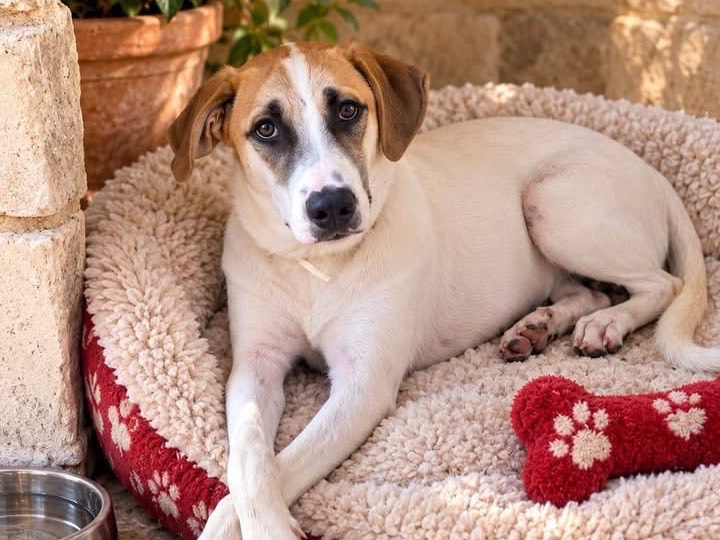 Adotta un cane, maschio, 5 mesi, Siracusa
