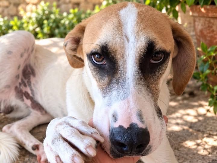 Adotta un cane, taglia media, maschio, Siracusa