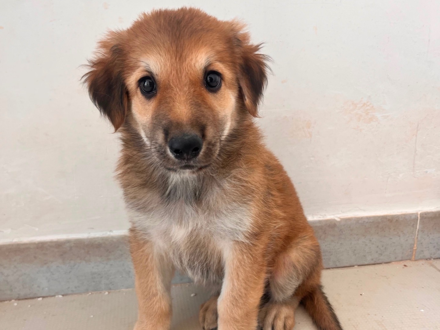 Adozione cane, femmina, Razza sconosciuta Razza sconosciuta, 2 mesi, taglia media, Bari