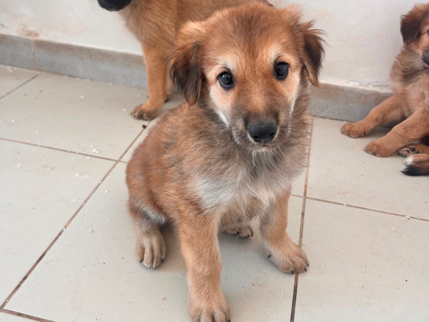 Adotta un cane, femmina, 2 mesi, Bari