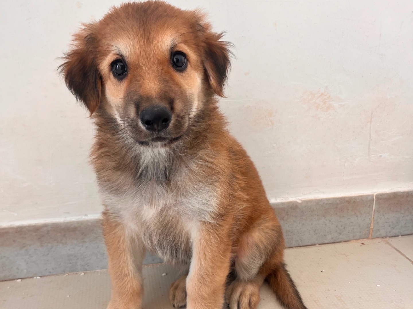 Adotta un cane, taglia media, femmina, Bari