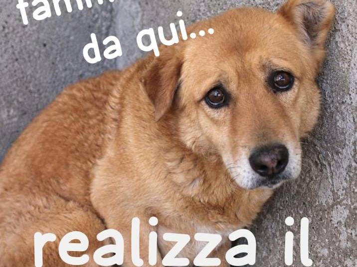Adozione cane, maschio, Razza sconosciuta Razza sconosciuta, 10 anni e 1 mese, taglia media, Asti