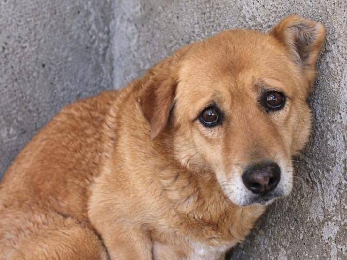 Adotta un cane, maschio, 10 anni e 1 mese, Asti