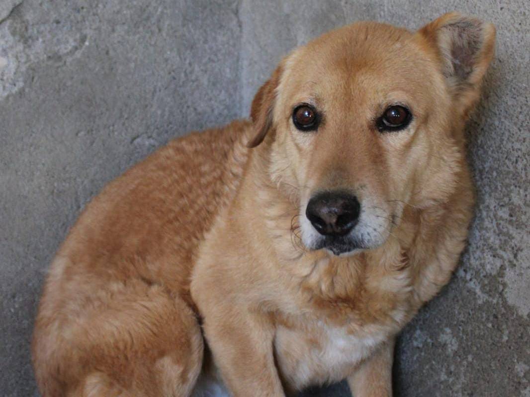 Adotta un cane, taglia media, maschio, Asti